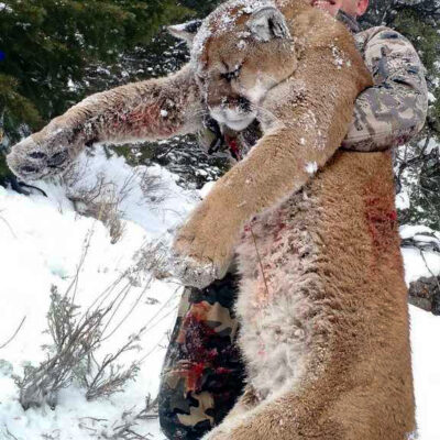Best mountain lion hunting outfitters