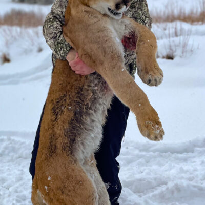 Top mountain lion hunting guides