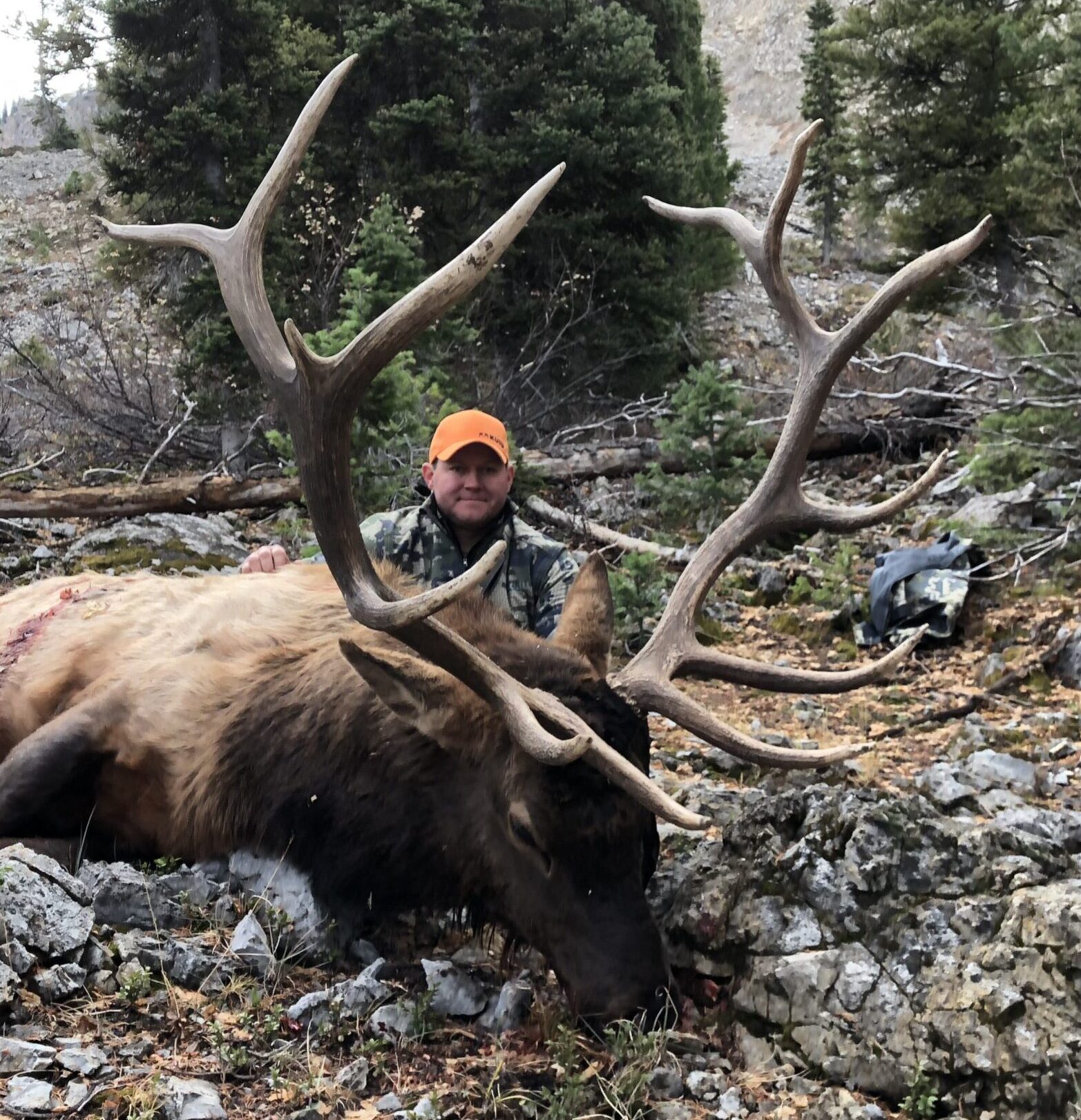 Large Bull Elk
