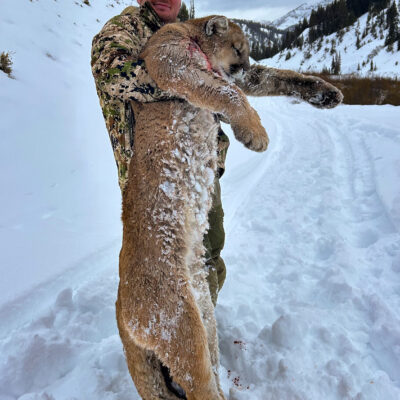 Best mountain lion hunting packages