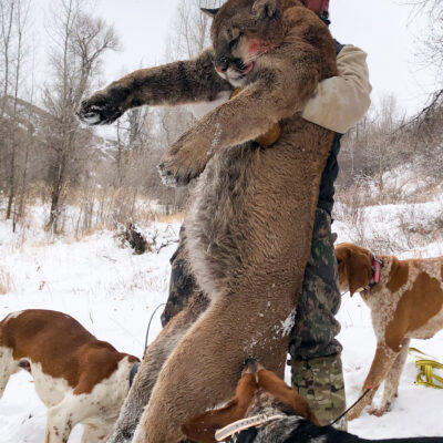 Mountain lion hunting trips with top outfitters
