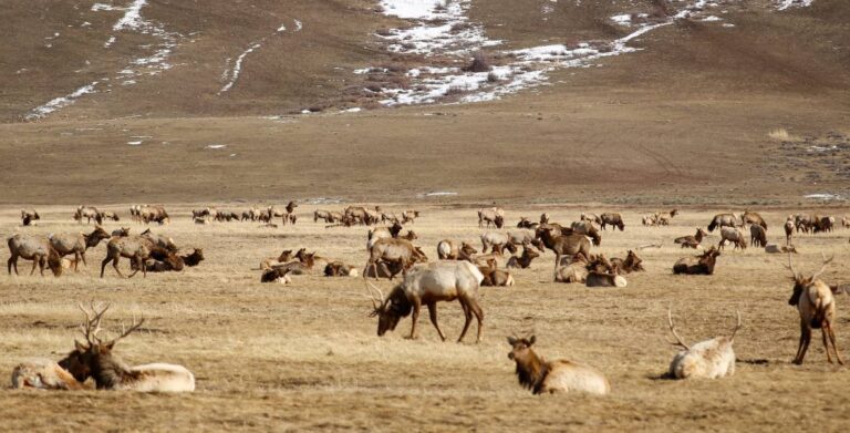When is the Best Time for Elk Hunting in Jackson Hole