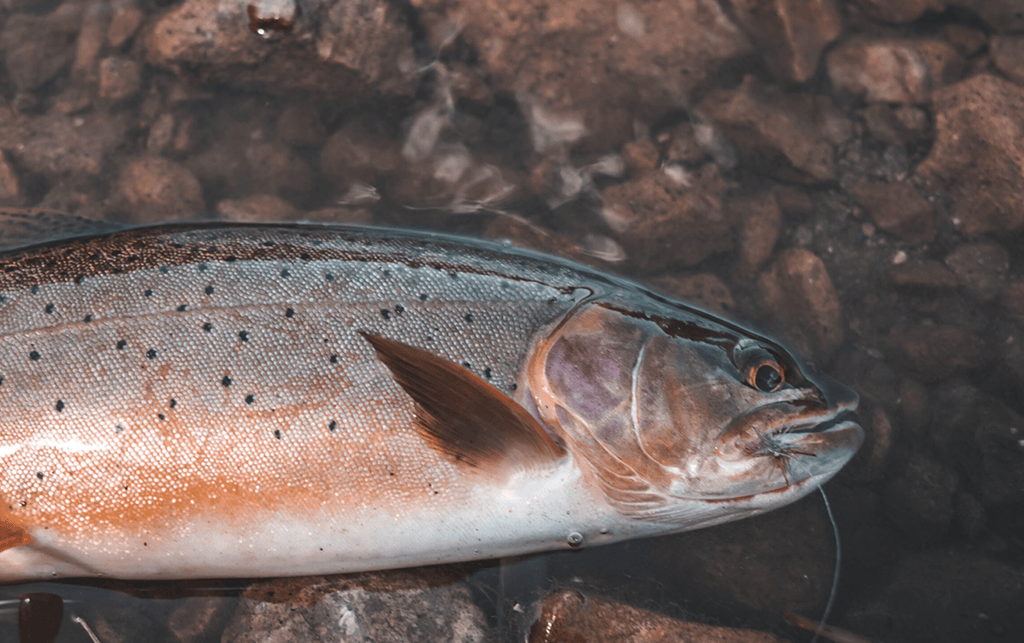 Why Choose a Guided Fishing Trip in Jackson Hole