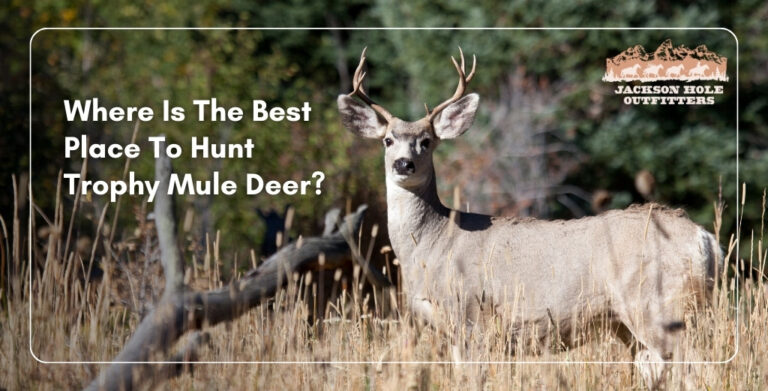 Where Is The Best Place To Hunt Trophy Mule Deer
