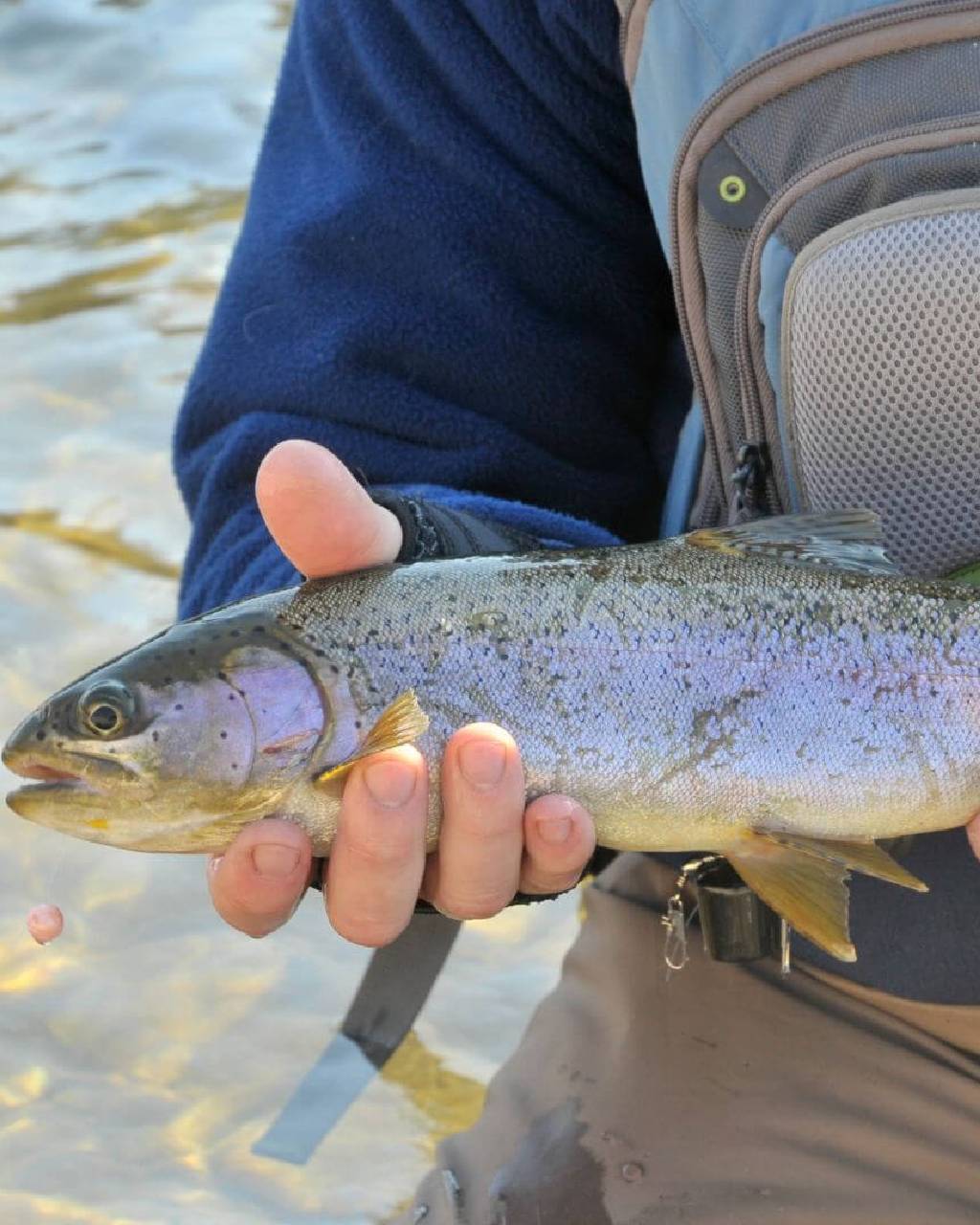 Best Times for Fly Fishing and Pack Trip Riding in Wyoming