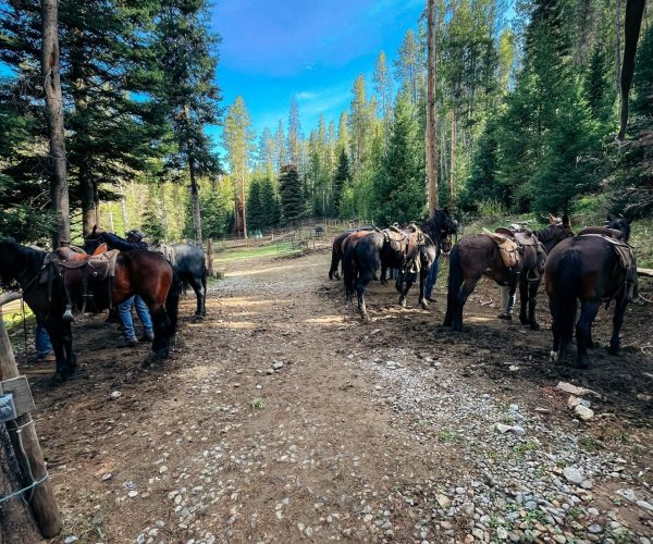 IMG_6998 Yellowstone meadows pack trip