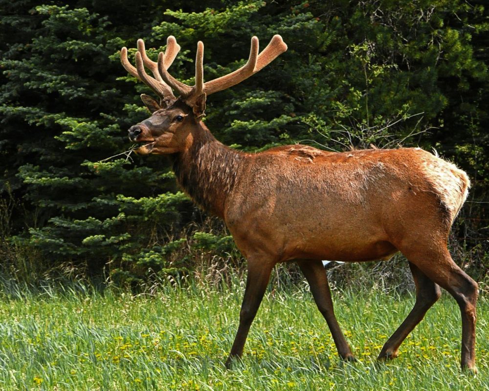 Peak Elk Hunting Seasons Peak Elk Hunting Seasons
